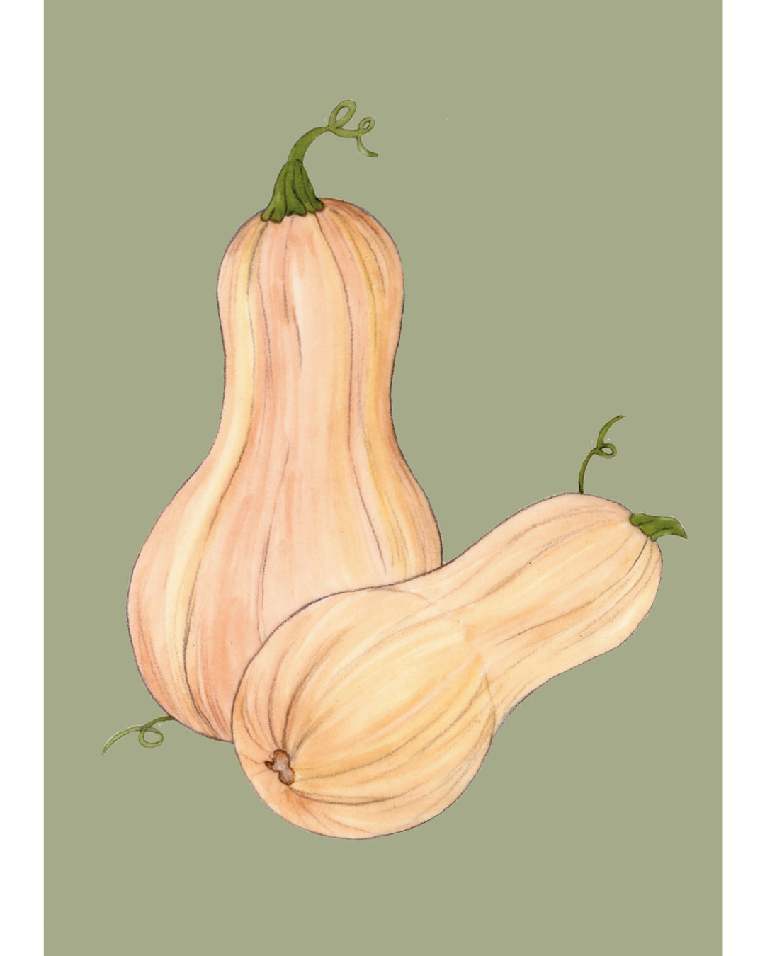 Postkarte mit handgezeichnetem Butternut-Kürbis aus der Gartenzauber Papeterie – detailreiche Gemüseillustration in warmen Naturtönen.