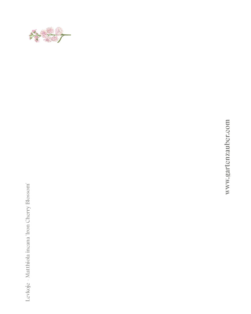 Handgezeichnete Postkarte Levkoje aus der Gartenzauber Papeterie – elegante Blütenillustration in sanften Rosatönen.