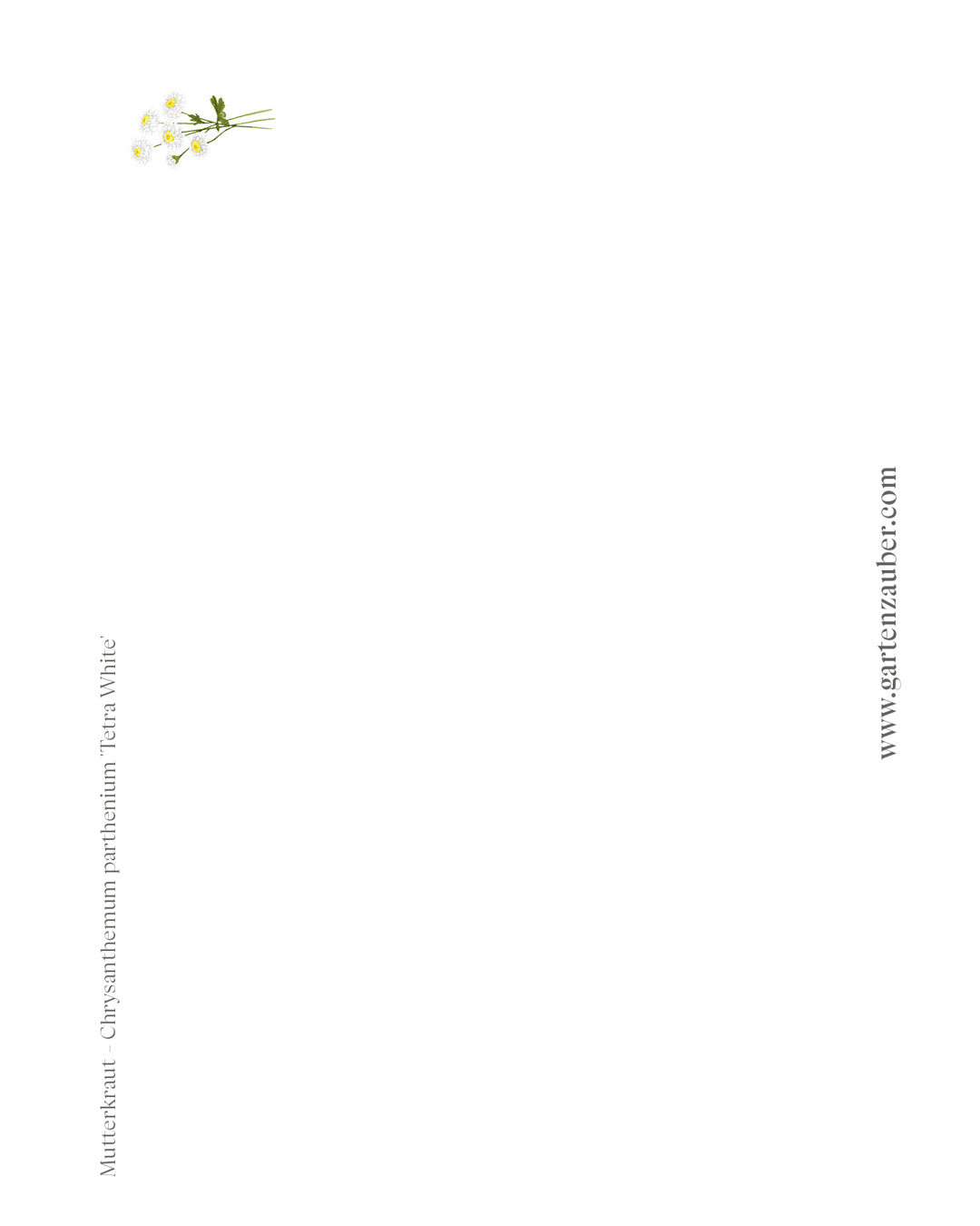 Postkarte mit handgezeichnetem weißen Mutterkraut aus der Gartenzauber Papeterie – detailreiche Blütenillustration