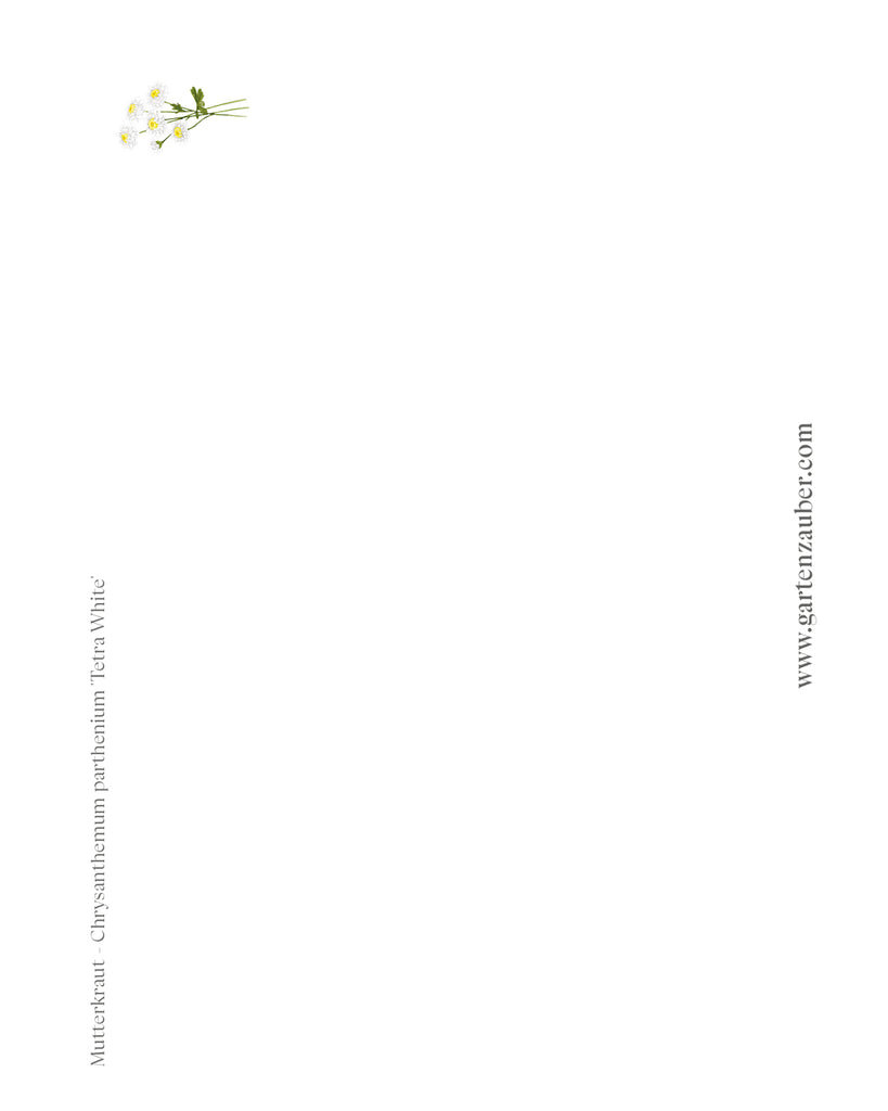 Postkarte mit handgezeichnetem weißen Mutterkraut aus der Gartenzauber Papeterie – detailreiche Blütenillustration