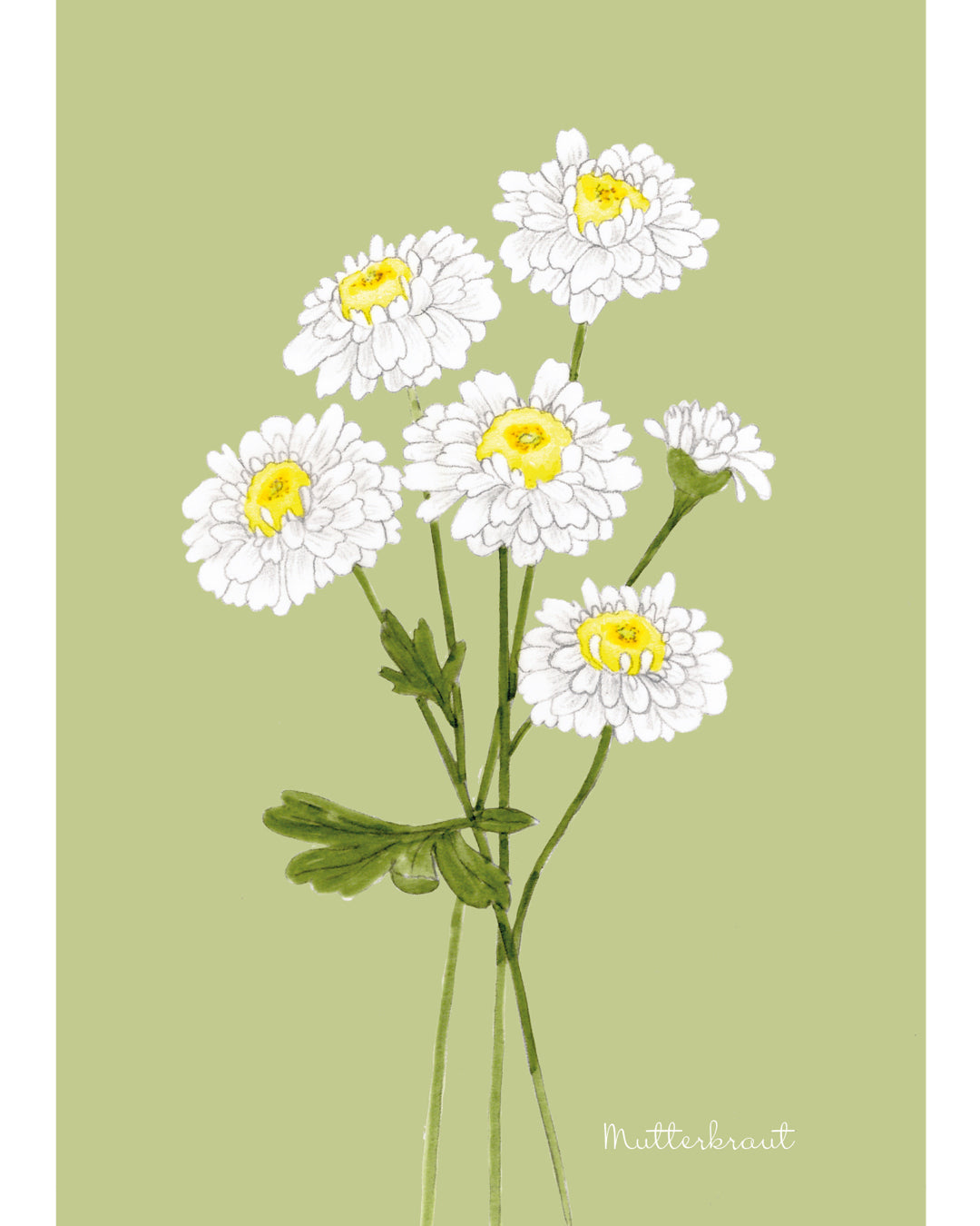 Handgezeichnete Postkarte Mutterkraut aus der Gartenzauber Papeterie – elegante Blütenillustration in sanften Grün und Weißtönen.