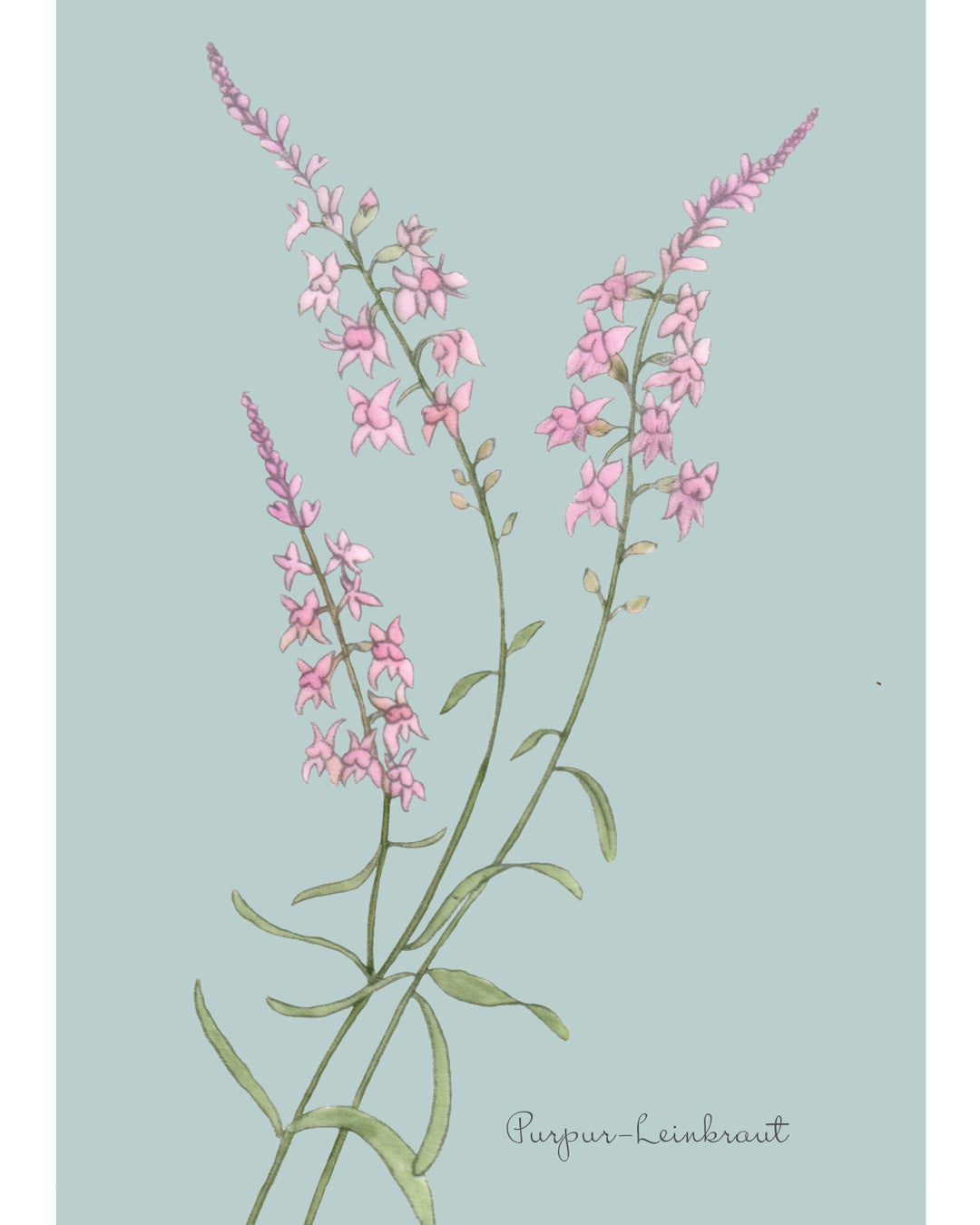 Postkarte mit handgezeichnetem Purpur-Leinkraut aus der Gartenzauber Papeterie – feine Illustration in zarten Rosatönen.