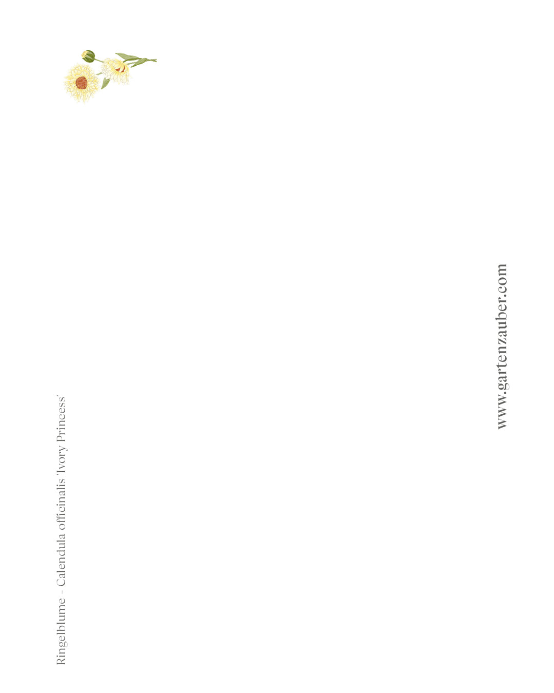 Handgezeichnete Postkarte Ringelblume aus der Gartenzauber Papeterie – elegante Blütenillustration in Cremeweiß