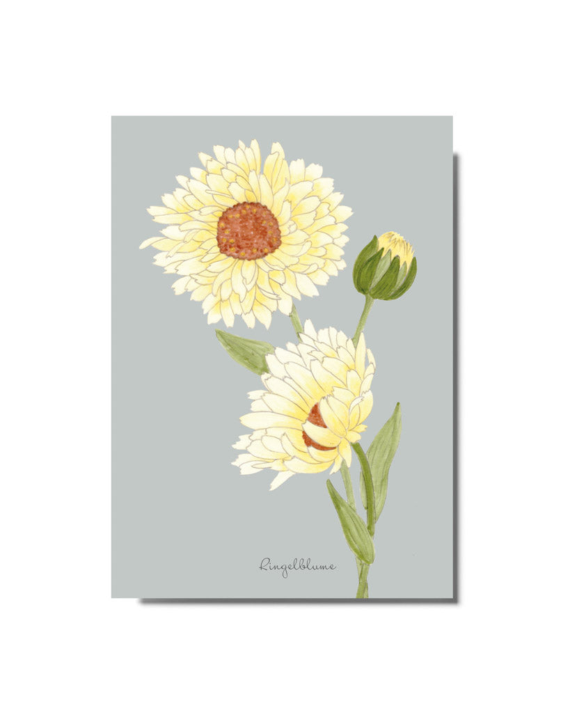 Postkarte mit handgezeichneter cremeweißer Ringelblume aus der Gartenzauber Papeterie – detailreiche Illustration.