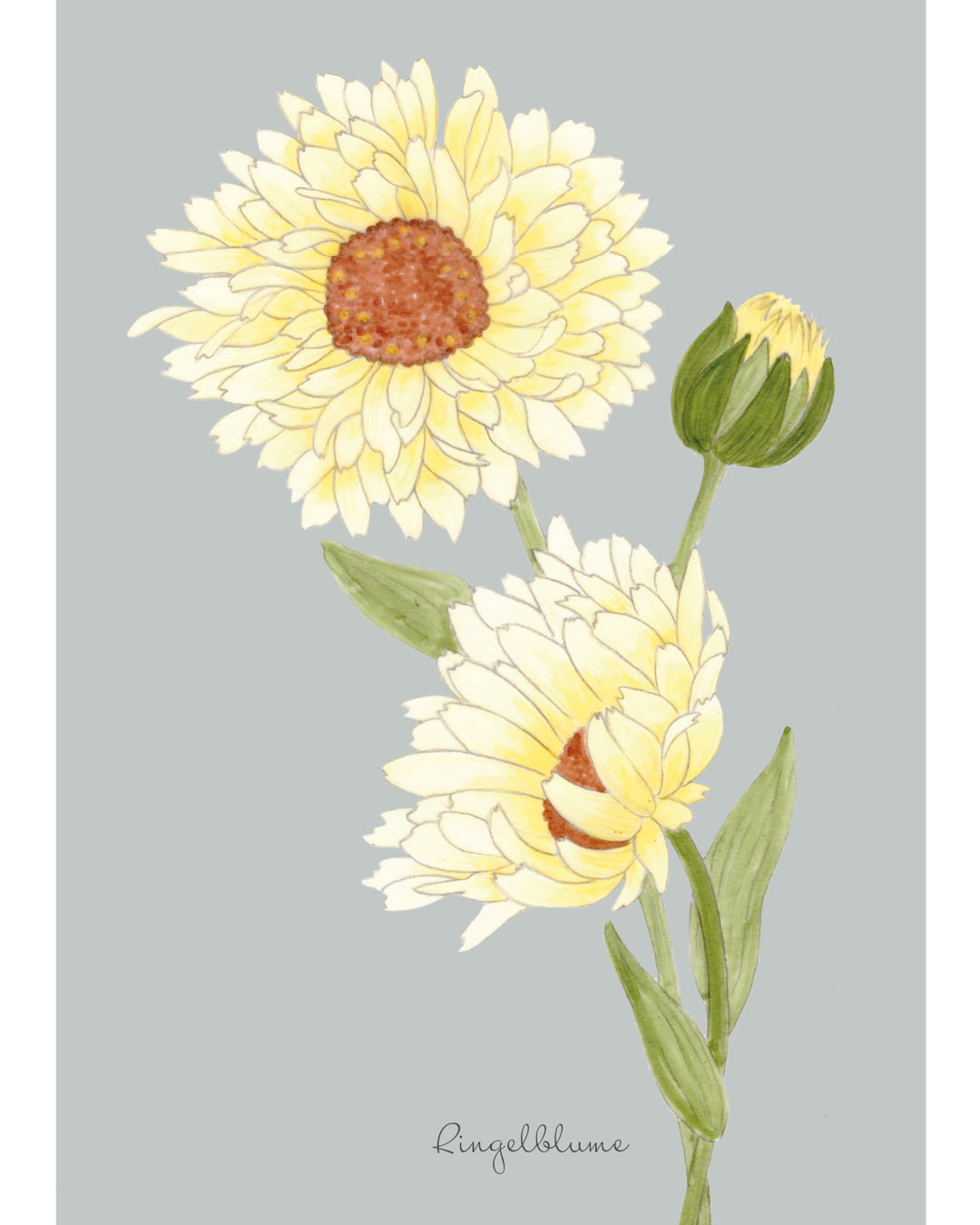 Postkarte mit handgezeichneter cremeweißer Ringelblume aus der Gartenzauber Papeterie – detailreiche Illustration.