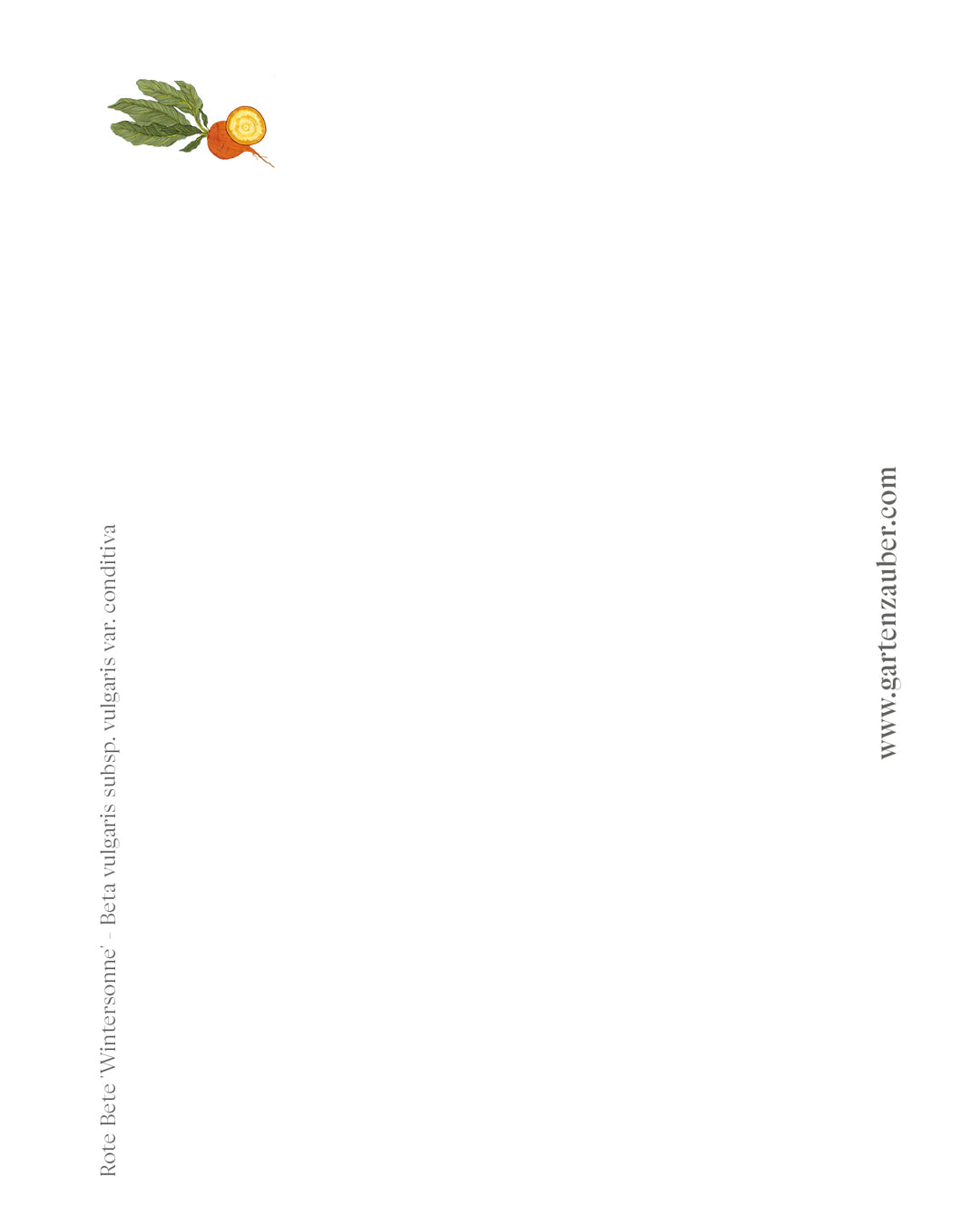 Handgezeichnete Postkarte Radieschen aus der Gartenzauber Papeterie – Illustration von rotem Rund- und länglichem Radieschen mit grünen Blättern.