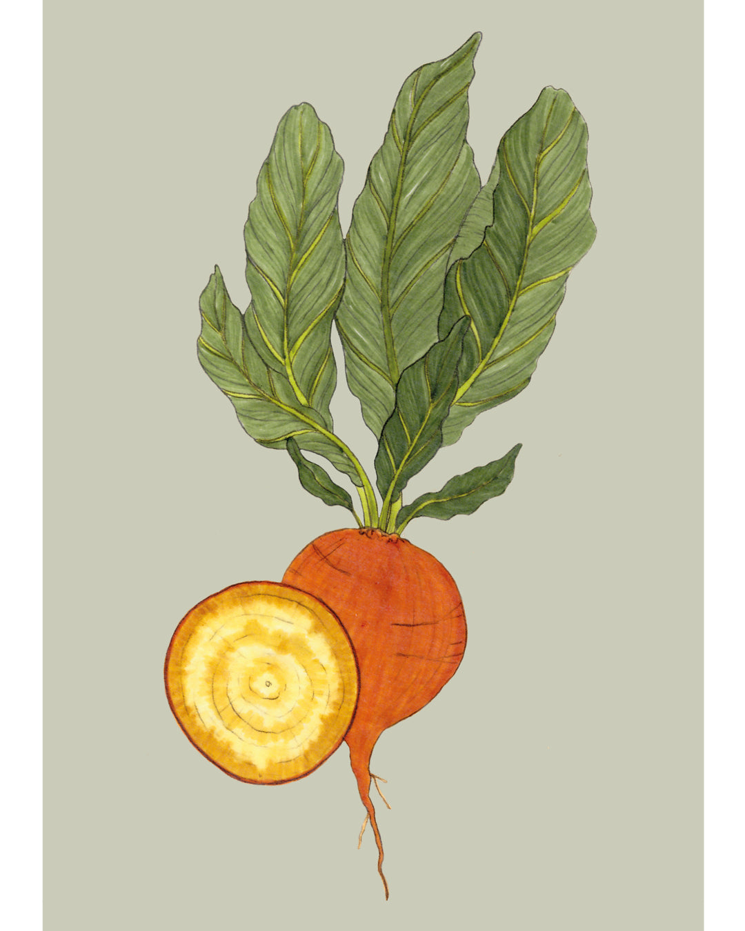 Postkarte mit handgezeichneter Rote Bete Wintersonne aus der Gartenzauber Papeterie – farbenfrohes Gemüse-Motiv mit goldgelbem Inneren.