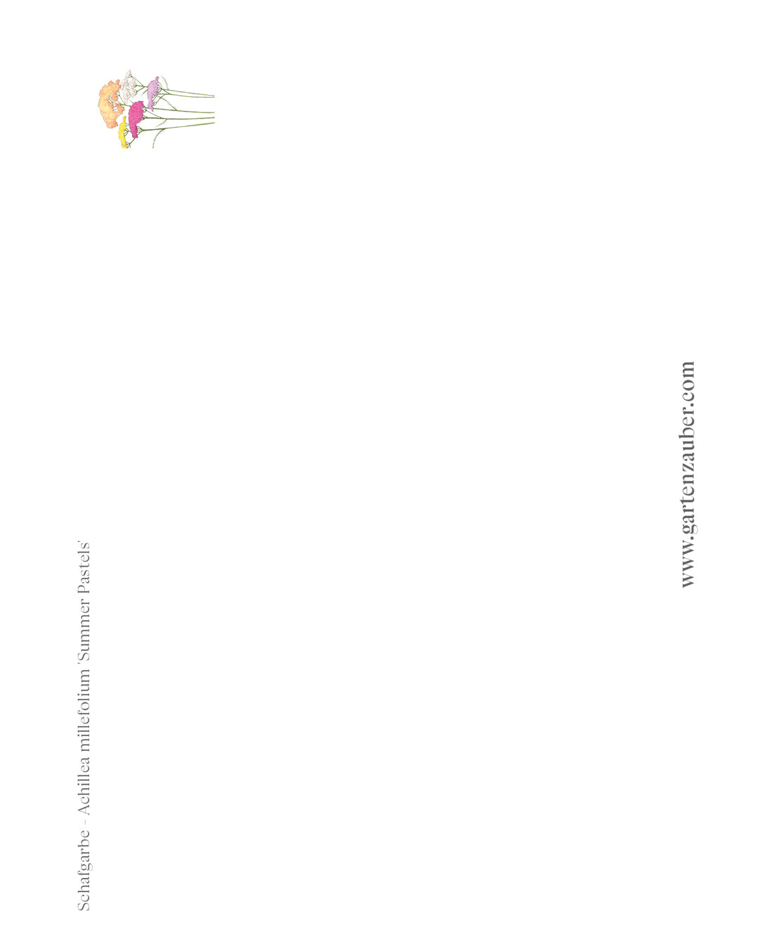 Handgezeichnete Postkarte Schafgarbe Summer Pastels aus der Gartenzauber Papeterie – detailreiche Blütenillustration in sanften Tönen.