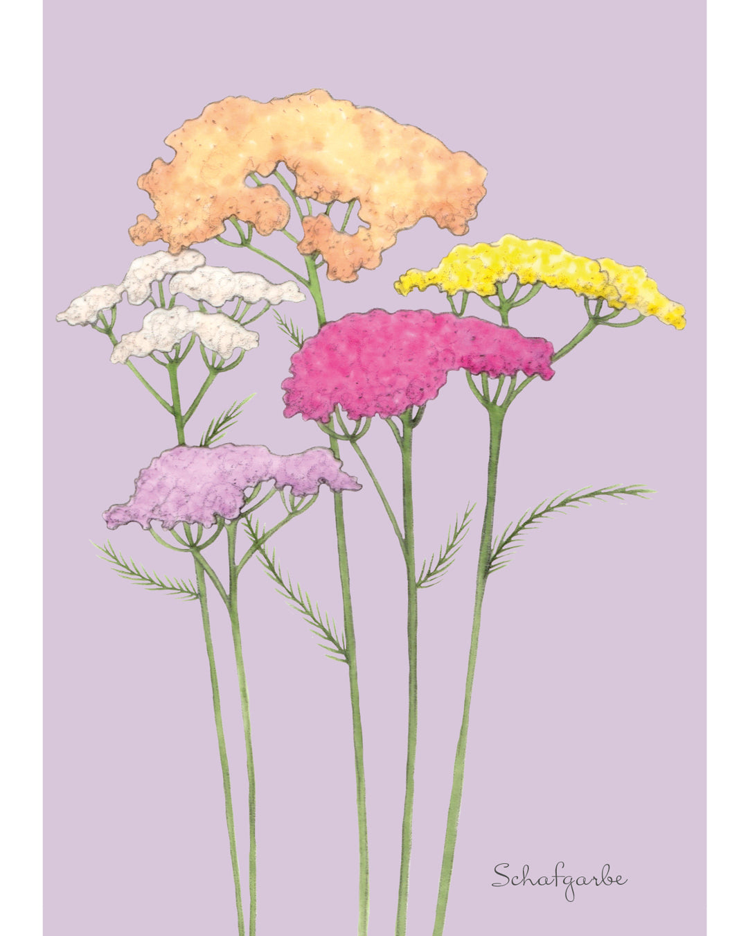 Postkarte mit handgezeichneter Schafgarbe in Pastellfarben aus der Gartenzauber Papeterie – filigran illustriert.