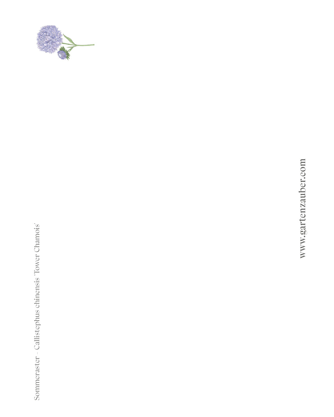 Postkarte mit handgezeichnetem Sommerastern-Motiv aus der Gartenzauber Papeterie – detailverliebt und liebevoll gestalte – zarte Blütenillustration für besondere Grüße.