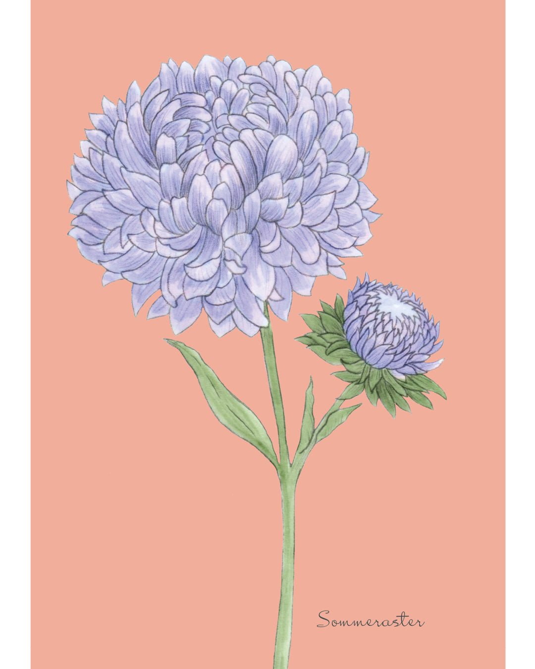 Postkarte mit handgezeichnetem Sommerastern-Motiv aus der Gartenzauber Papeterie – detailverliebt und liebevoll gestaltet.