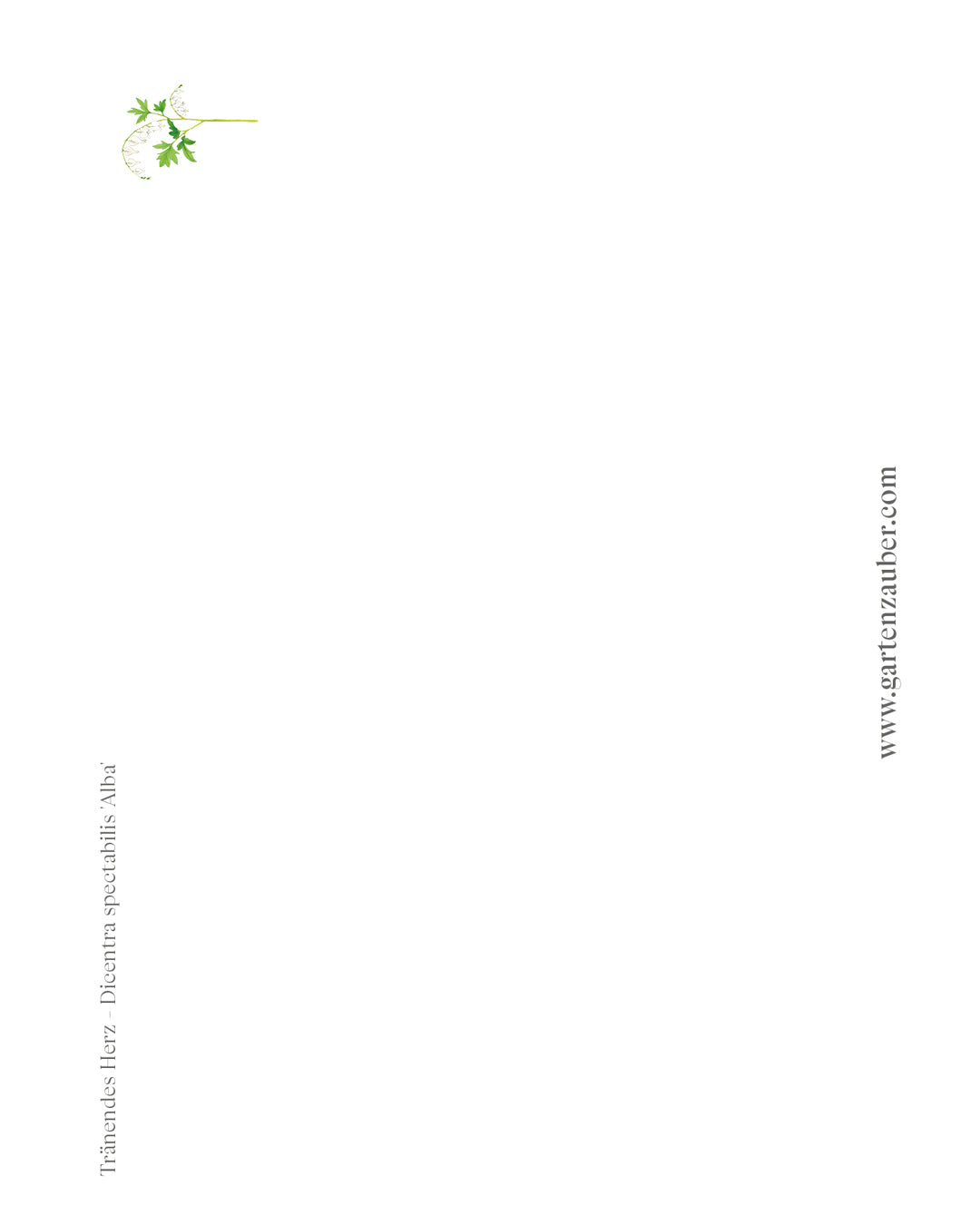 Handgezeichnete Postkarte Tränendes Herz Alba aus der Gartenzauber Papeterie – elegante Blütenillustration in Weiß.