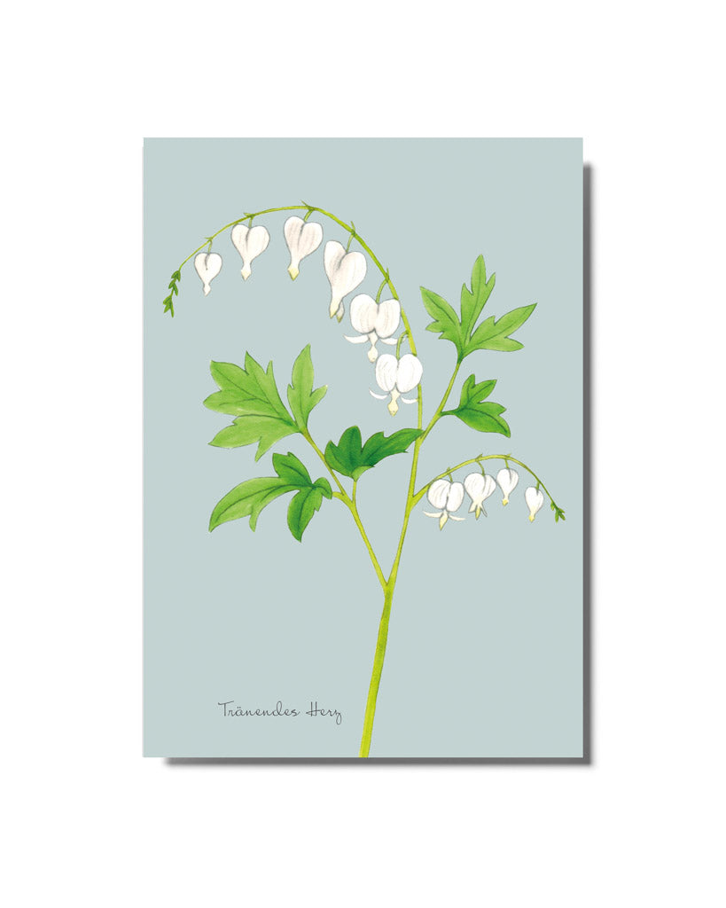 Postkarte mit handgezeichneter Illustration des weißen Tränenden Herzens Alba aus der Gartenzauber Papeterie – detailreich und romantisch gestaltet.