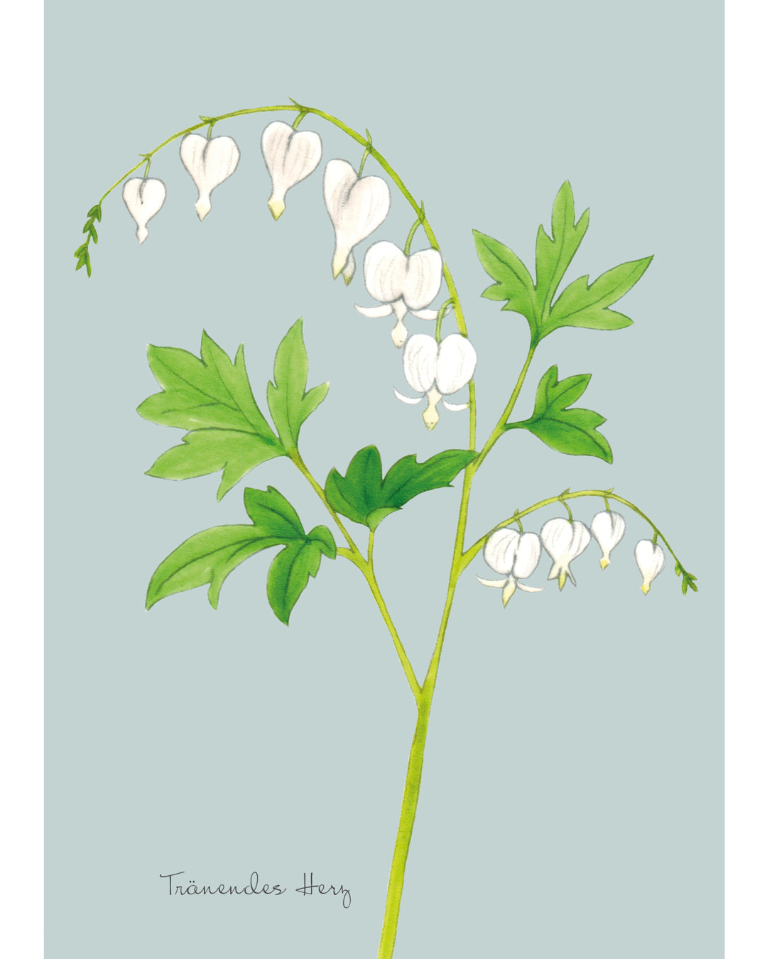 Postkarte mit handgezeichneter Illustration des weißen Tränenden Herzens Alba aus der Gartenzauber Papeterie – detailreich und romantisch gestaltet.