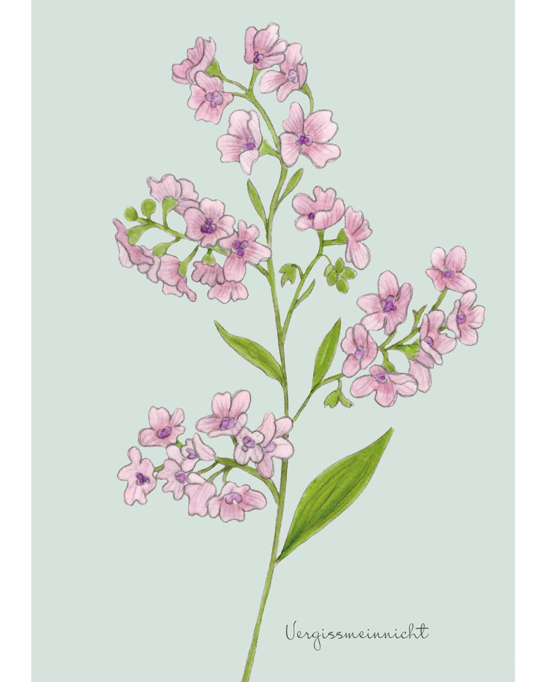Postkarte mit handgezeichnetem chinesischen Vergissmeinnicht in Rosétönen aus der Gartenzauber Papeterie – detailreich illustriert.