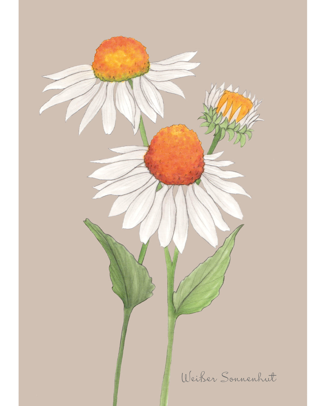 Postkarte mit handgezeichnetem Motiv Weißer Sonnenhut aus der Gartenzauber Papeterie