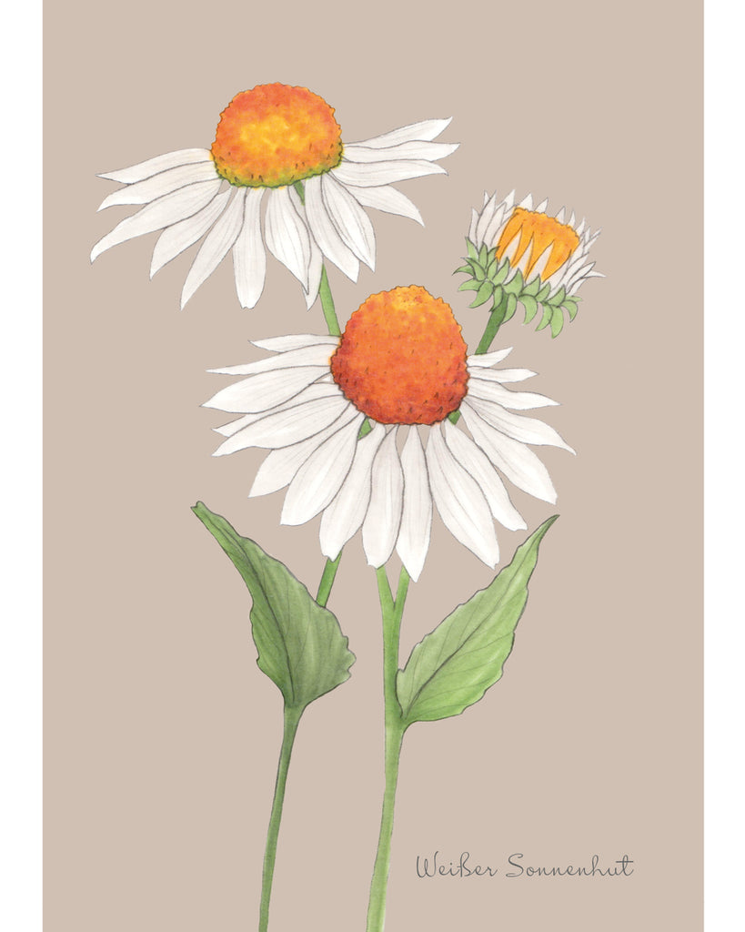 Postkarte mit handgezeichnetem Motiv Weißer Sonnenhut aus der Gartenzauber Papeterie