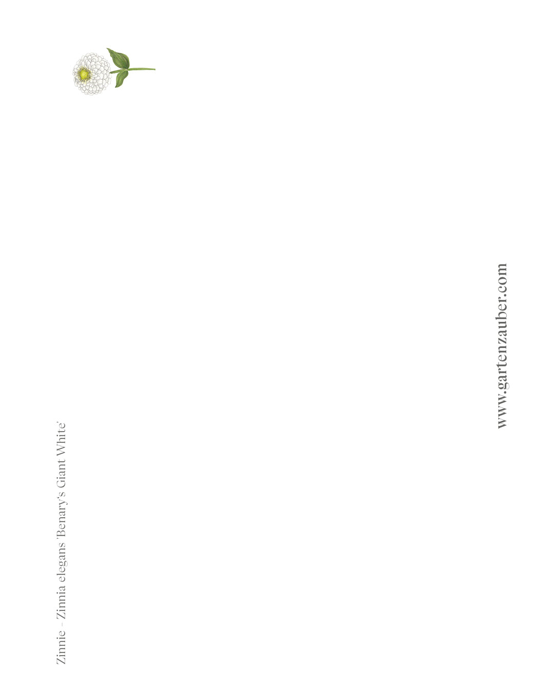 Handgezeichnete Postkarte Zinnie Benary’s Giant White aus der Gartenzauber Papeterie – kunstvolle Blumenillustration in Weiß mit gelbgrünem Zentrum..