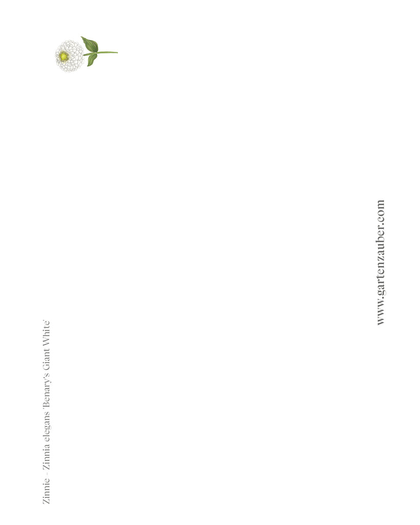 Handgezeichnete Postkarte Zinnie Benary’s Giant White aus der Gartenzauber Papeterie – kunstvolle Blumenillustration in Weiß mit gelbgrünem Zentrum..