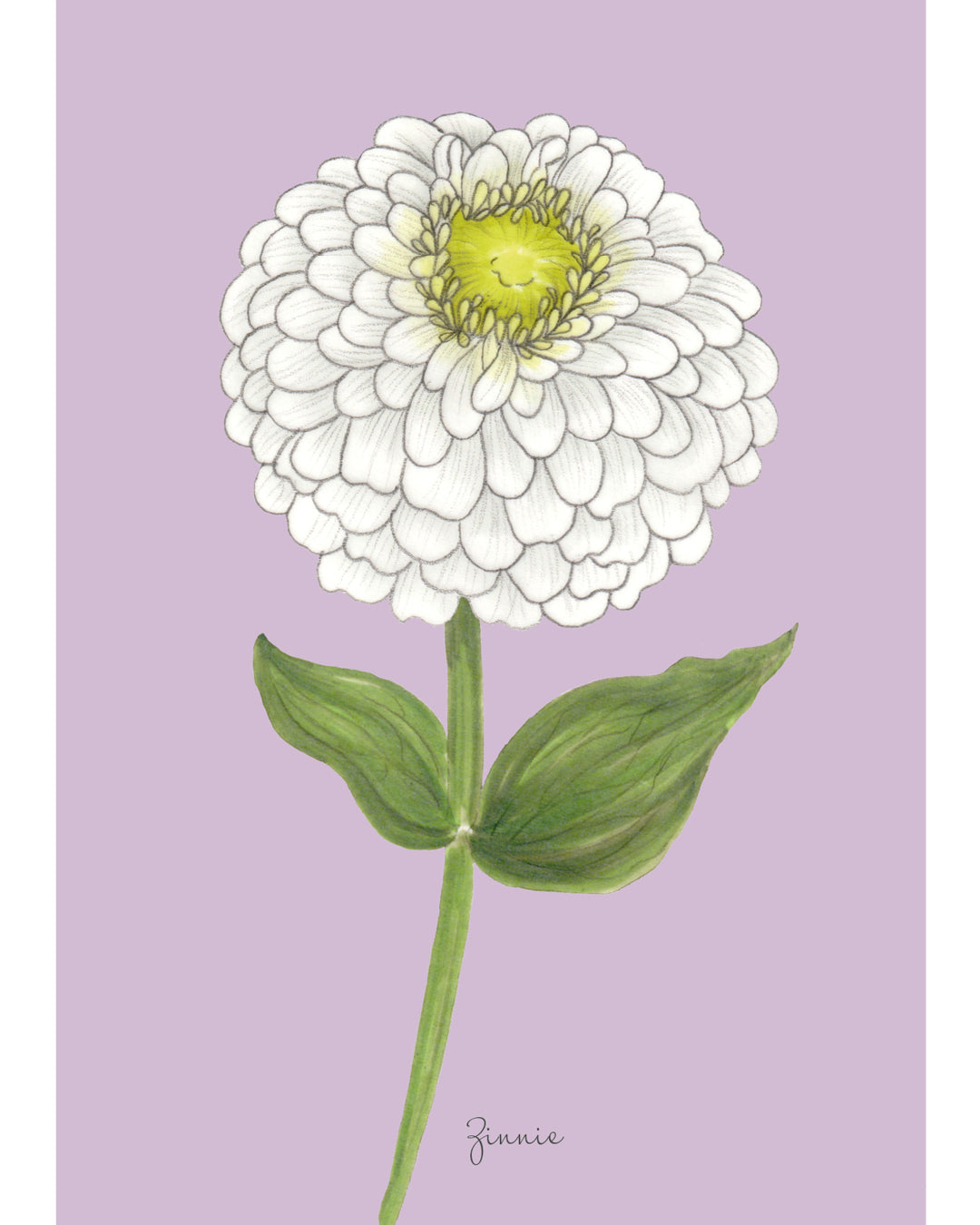 Postkarte mit handgezeichneter Zinnie Benary’s Giant White aus der Gartenzauber Papeterie – detailreich illustriert in Weiß auf zartem Hintergrund..