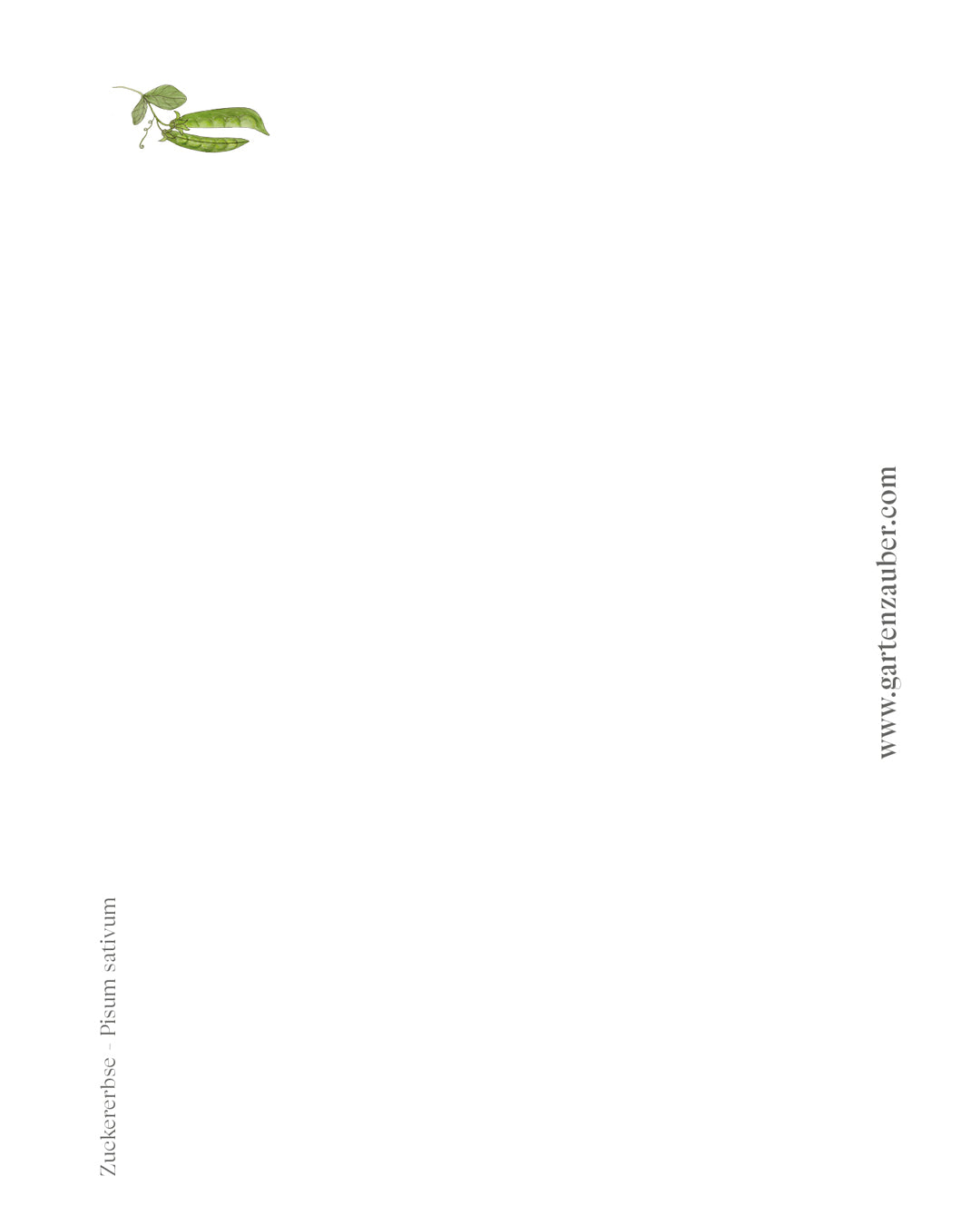 Handgezeichnete Postkarte Zuckererbse aus der Gartenzauber Papeterie – detailreiche Gemüseillustration mit Schoten und Blättern