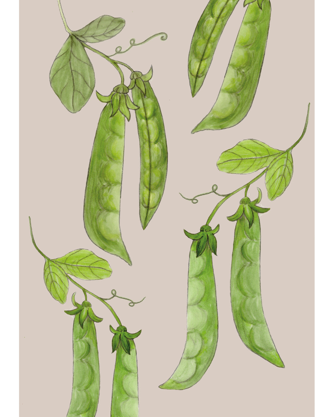 Postkarte mit handgezeichneter Zuckererbse aus der Gartenzauber Papeterie – frische grüne Schoten mit Blättern und Ranken.