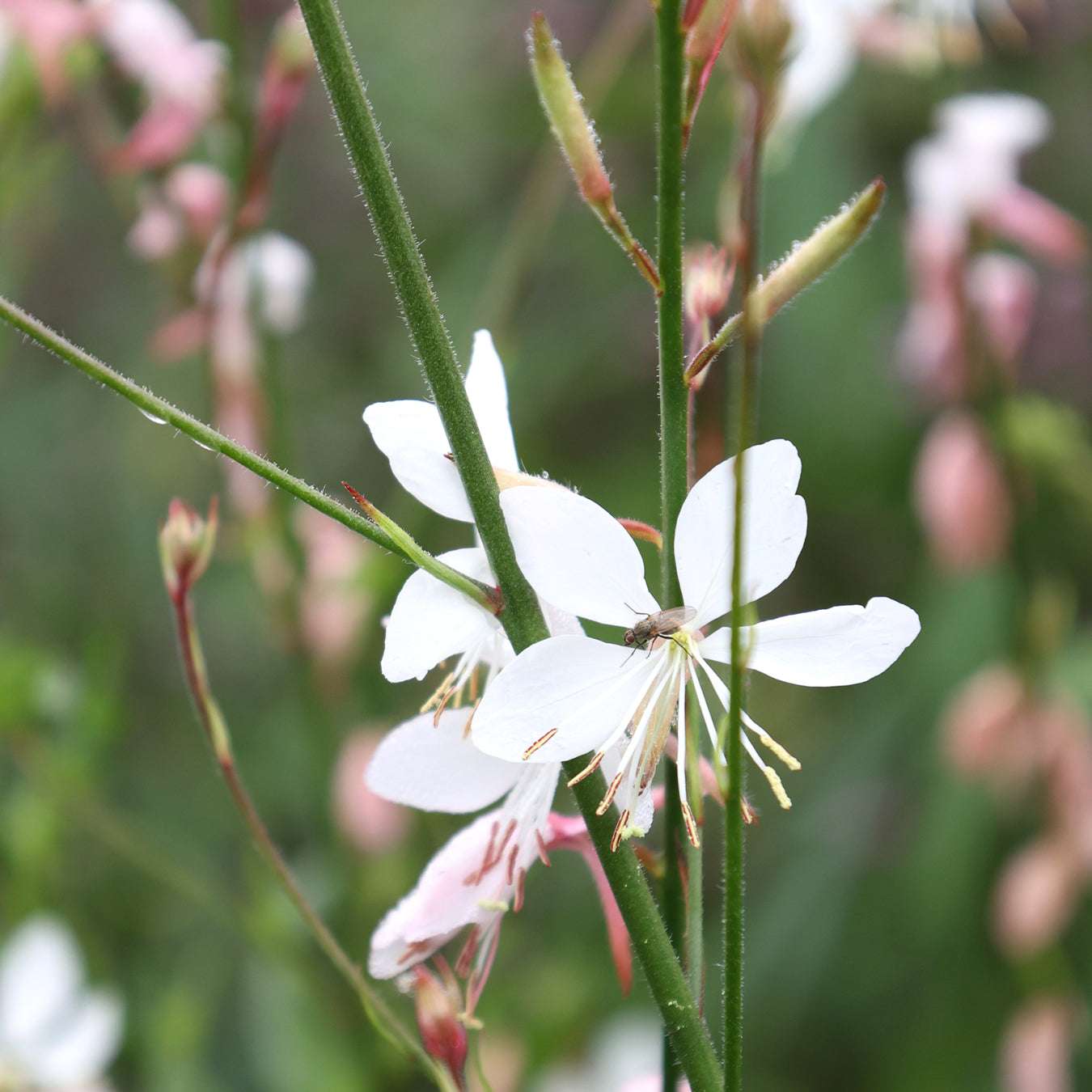Bluehende Blume Prachtkerze Gaura 'The Bride' aus der Gartenzauber-Saatgutserie
