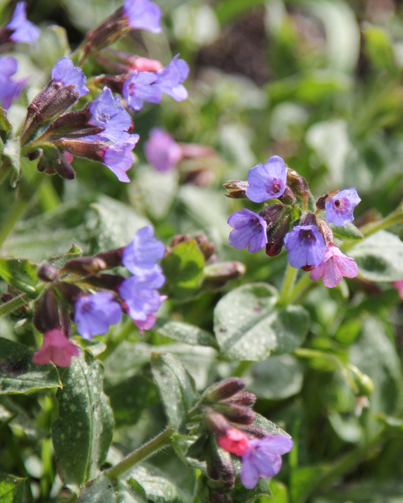 Mehrere glocken- bis röhrenförmige Blüten des Lungenkrauts (Pulmonaria officinalis) in Rosa und Blau-Violett blühend im Gartenbeet.
