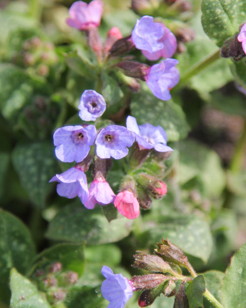 Nahaufnahme kleiner, glocken- bis röhrenförmiger Blüten des Lungenkrauts (Pulmonaria officinalis), zunächst rosa und später blau-violett.