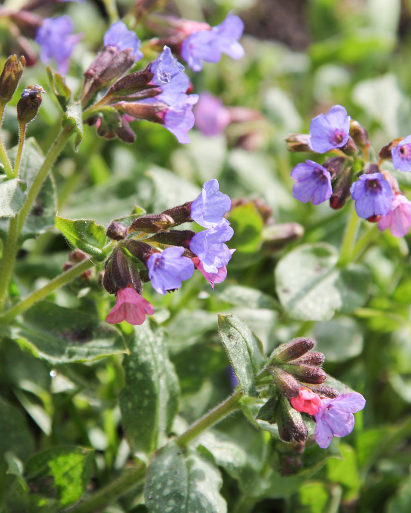 Nahaufnahme kleiner, glocken- bis röhrenförmiger Blüten des Lungenkrauts (Pulmonaria officinalis), zunächst rosa und später blau-violett.