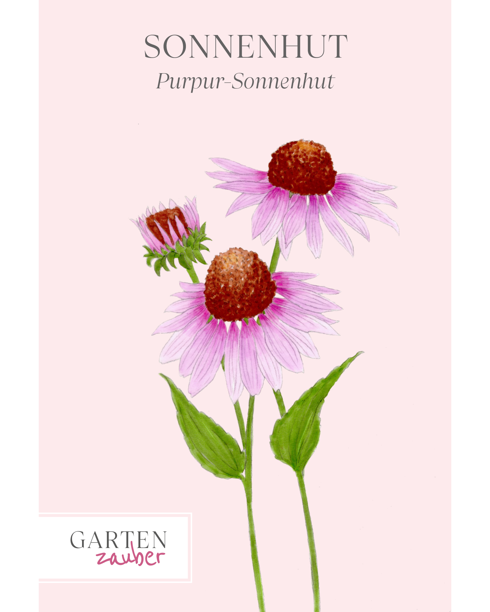 Vorderansicht Saatguttuete Purpursonnenhut - Echinacea purpurea aus der Gartenzauber-Saatgutserie 
