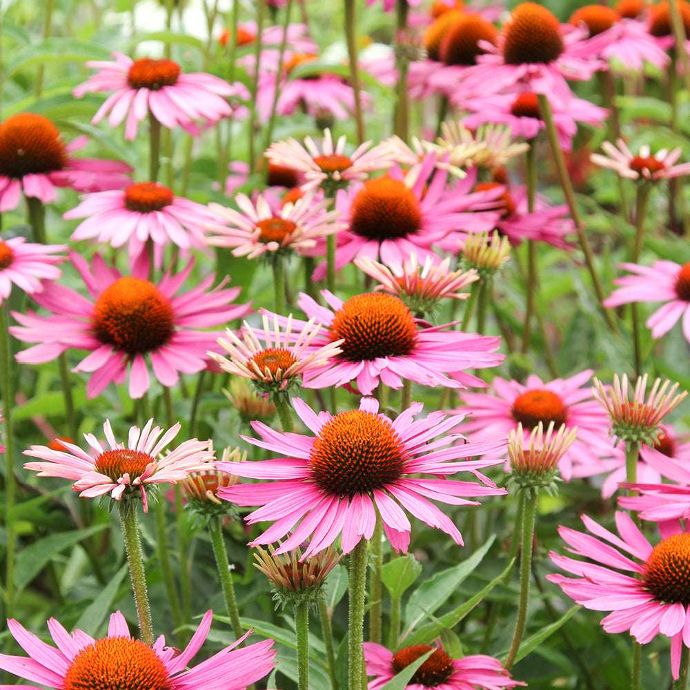 Bluehende Pflanze Purpursonnenhut - Echinacea purpurea aus der Gartenzauber-Saatgutserie