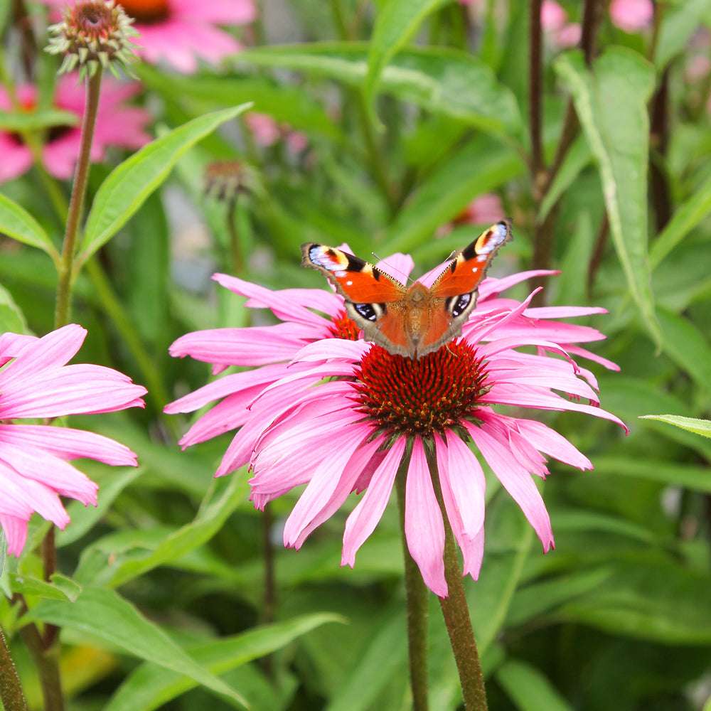 Bluehende Pflanze Purpursonnenhut - Echinacea purpurea aus der Gartenzauber-Saatgutserie