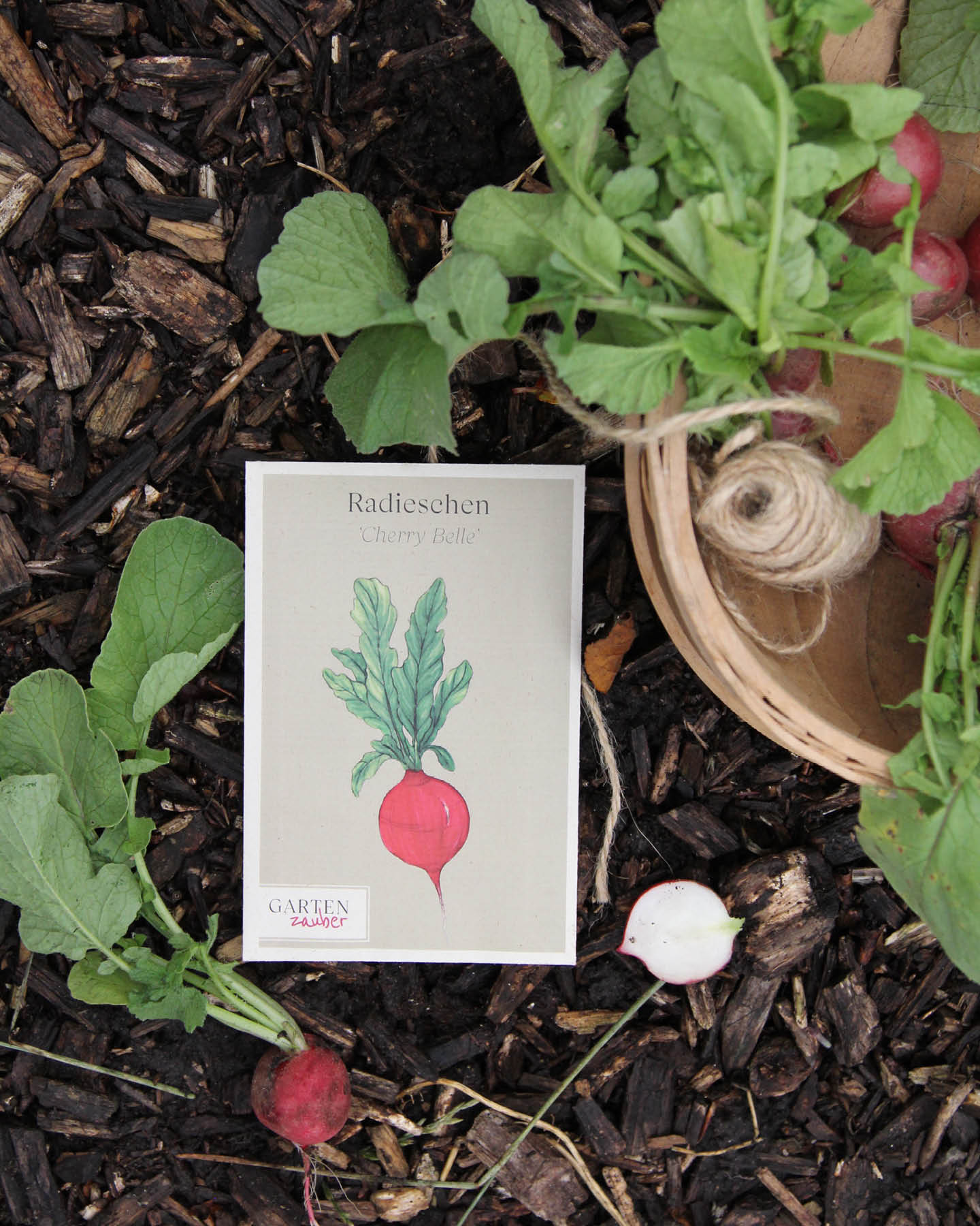 Radieschen · 'Cherry Belle' · BIO · Raphanus sativus subsp. sativus · Saatgut von Gartenzauber