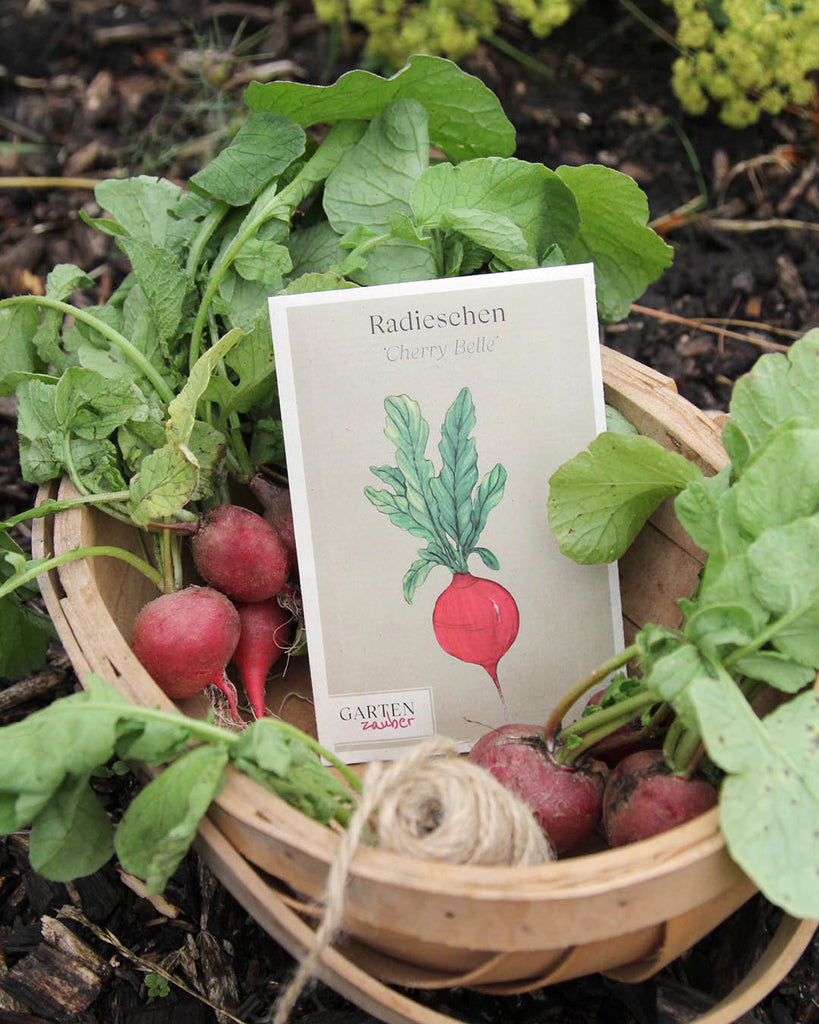 Radishes 'Cherry Belle' - Raphanus sativus subsp. sativus