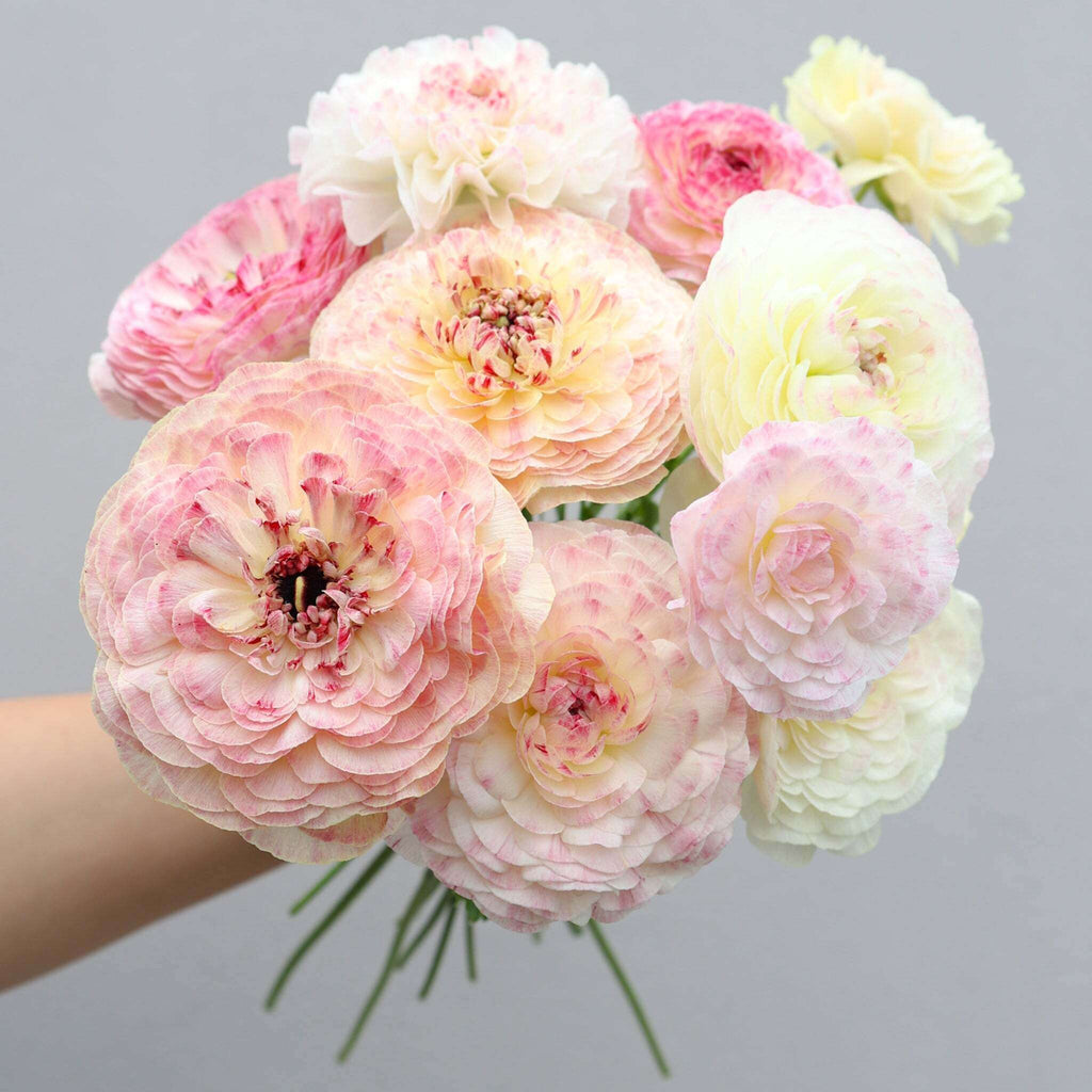 Strauß Ranunkeln in Rosa-, Creme- und Grüntönen in enem wunderschönen Farbverlauf der Sorte Elegance® Bianco Sfumato vor einem hellen Hintergrund.