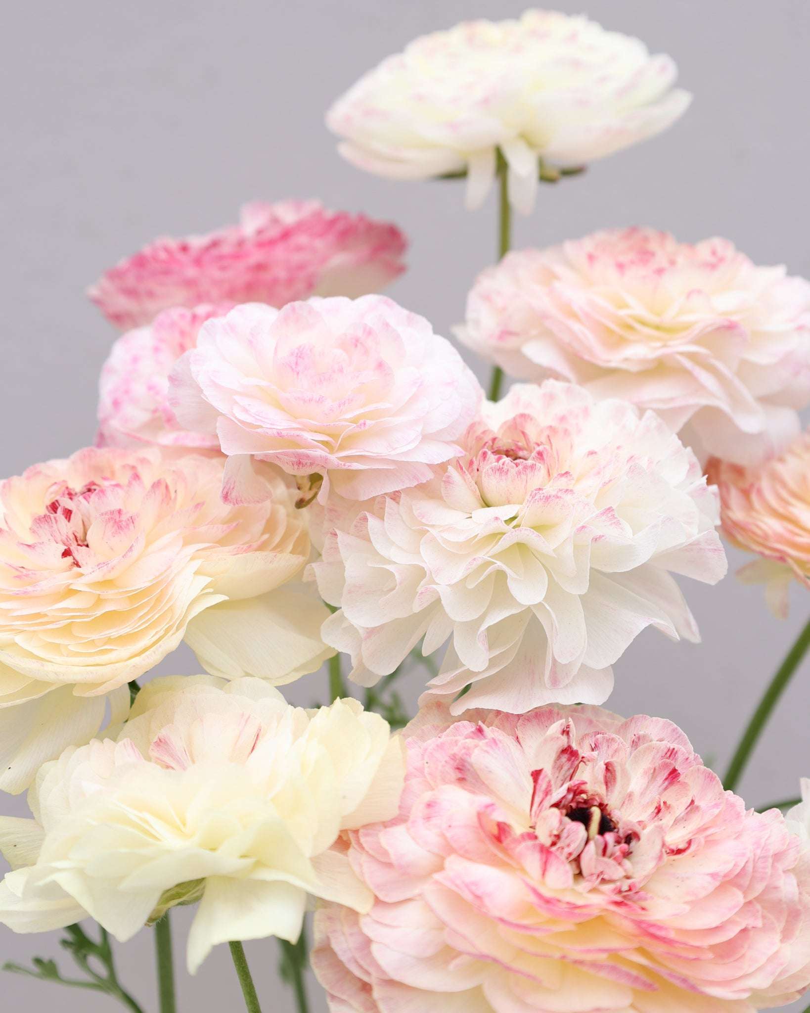 Mehrere Ranunkeln in Rosa-, Creme- und Grüntönen in enem wunderschönen Farbverlauf der Sorte Elegance® Bianco Sfumato vor einem hellen Hintergrund.