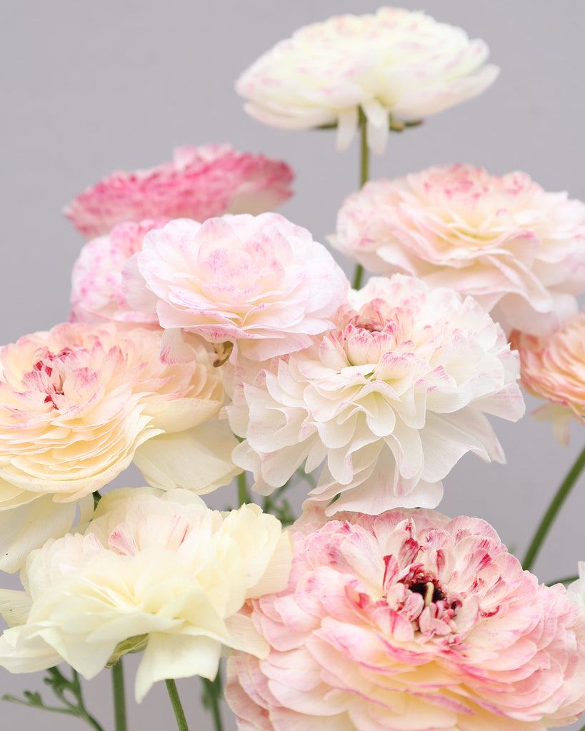 Mehrere Ranunkeln in Rosa-, Creme- und Grüntönen in enem wunderschönen Farbverlauf der Sorte Elegance® Bianco Sfumato vor einem hellen Hintergrund.