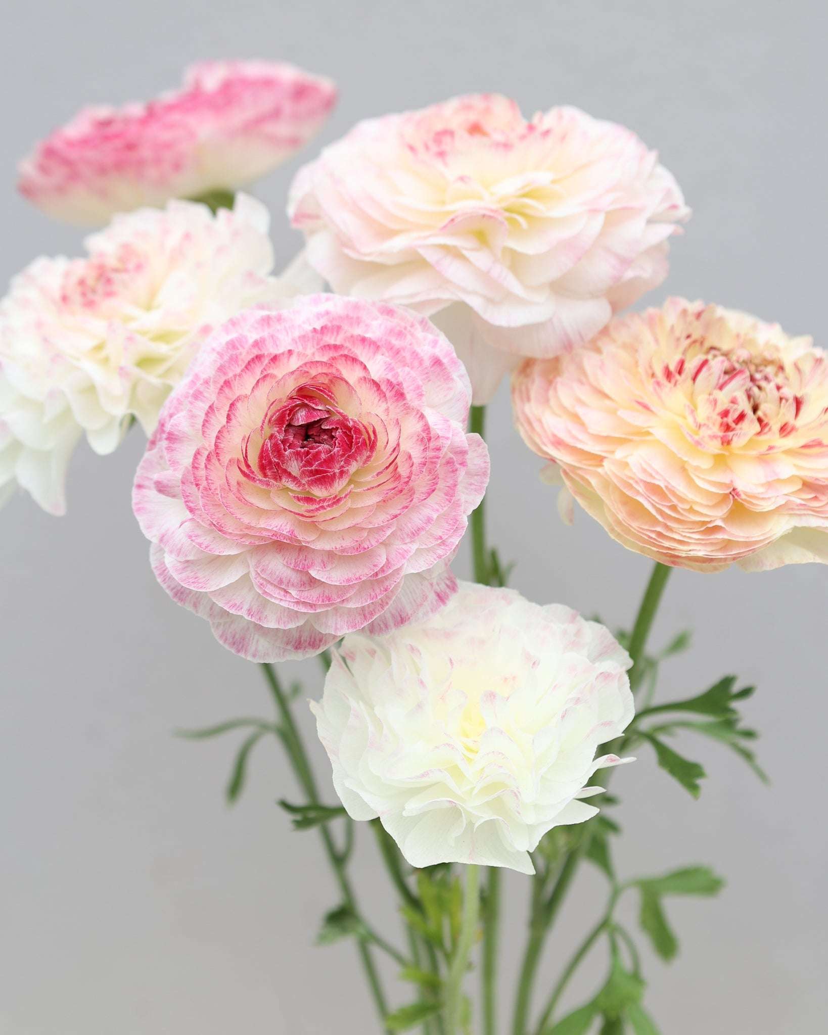 Mehrere Ranunkeln in Rosa-, Creme- und Grüntönen in enem wunderschönen Farbverlauf der Sorte Elegance® Bianco Sfumato vor einem hellen Hintergrund.