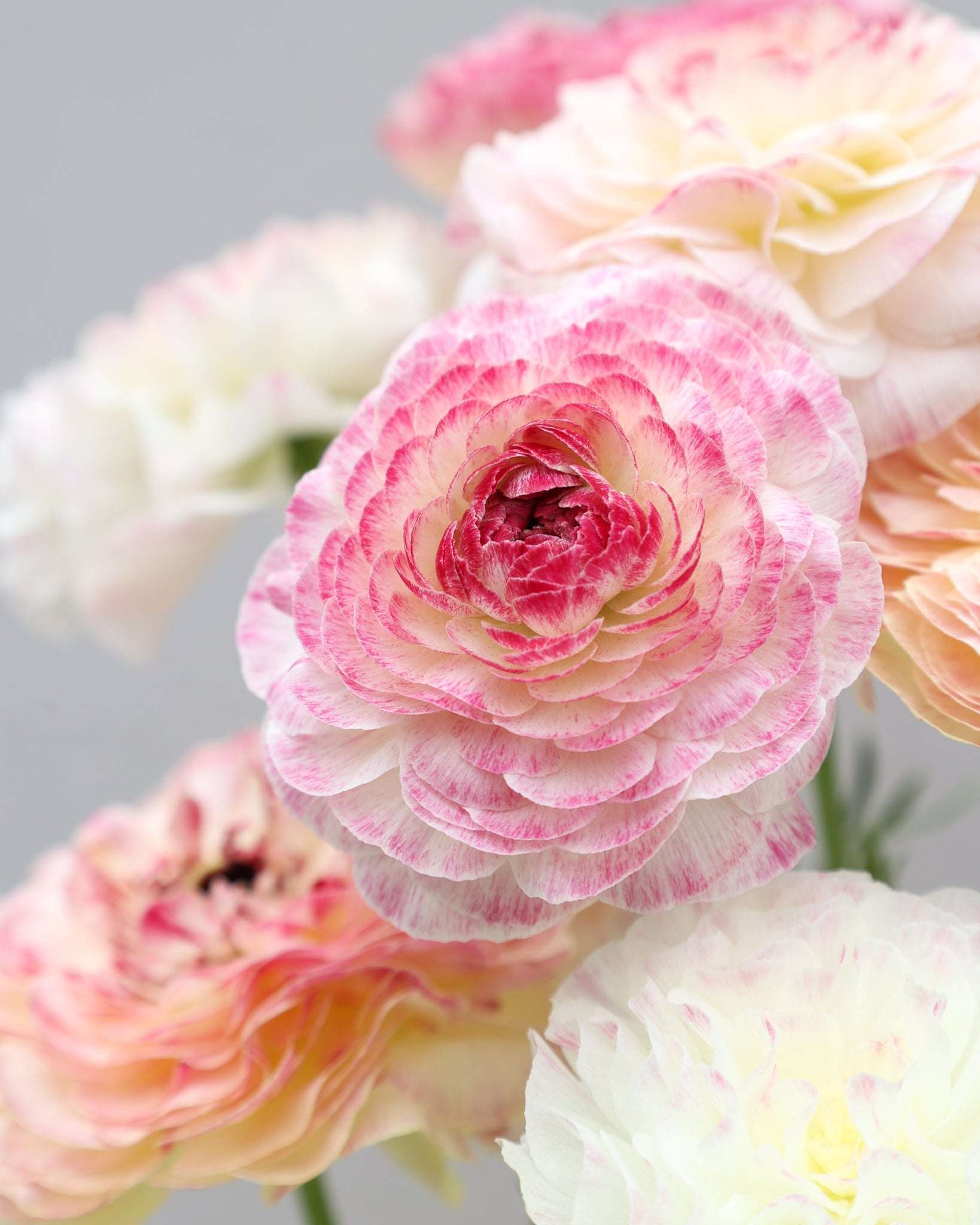 Mehrere Ranunkeln in Rosa-, Creme- und Grüntönen in enem wunderschönen Farbverlauf der Sorte Elegance® Bianco Sfumato vor einem hellen Hintergrund wovon eine im Vordergrund ist.