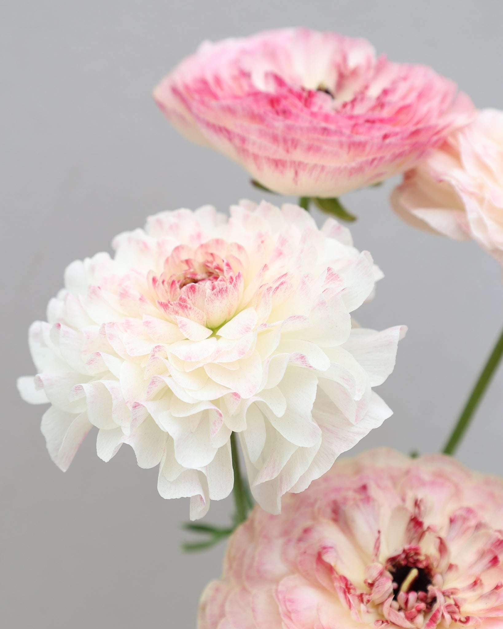 Vier Ranunkeln in Rosa-, Creme- und Grüntönen in enem wunderschönen Farbverlauf der Sorte Elegance® Bianco Sfumato vor einem hellen Hintergrund, von denen eine im Vordergrund ist.
