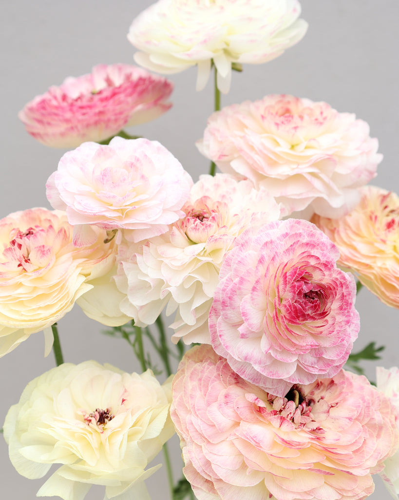 Mehrere Ranunkeln in Rosa-, Creme- und Grüntönen in enem wunderschönen Farbverlauf der Sorte Elegance® Bianco Sfumato vor einem hellen Hintergrund.