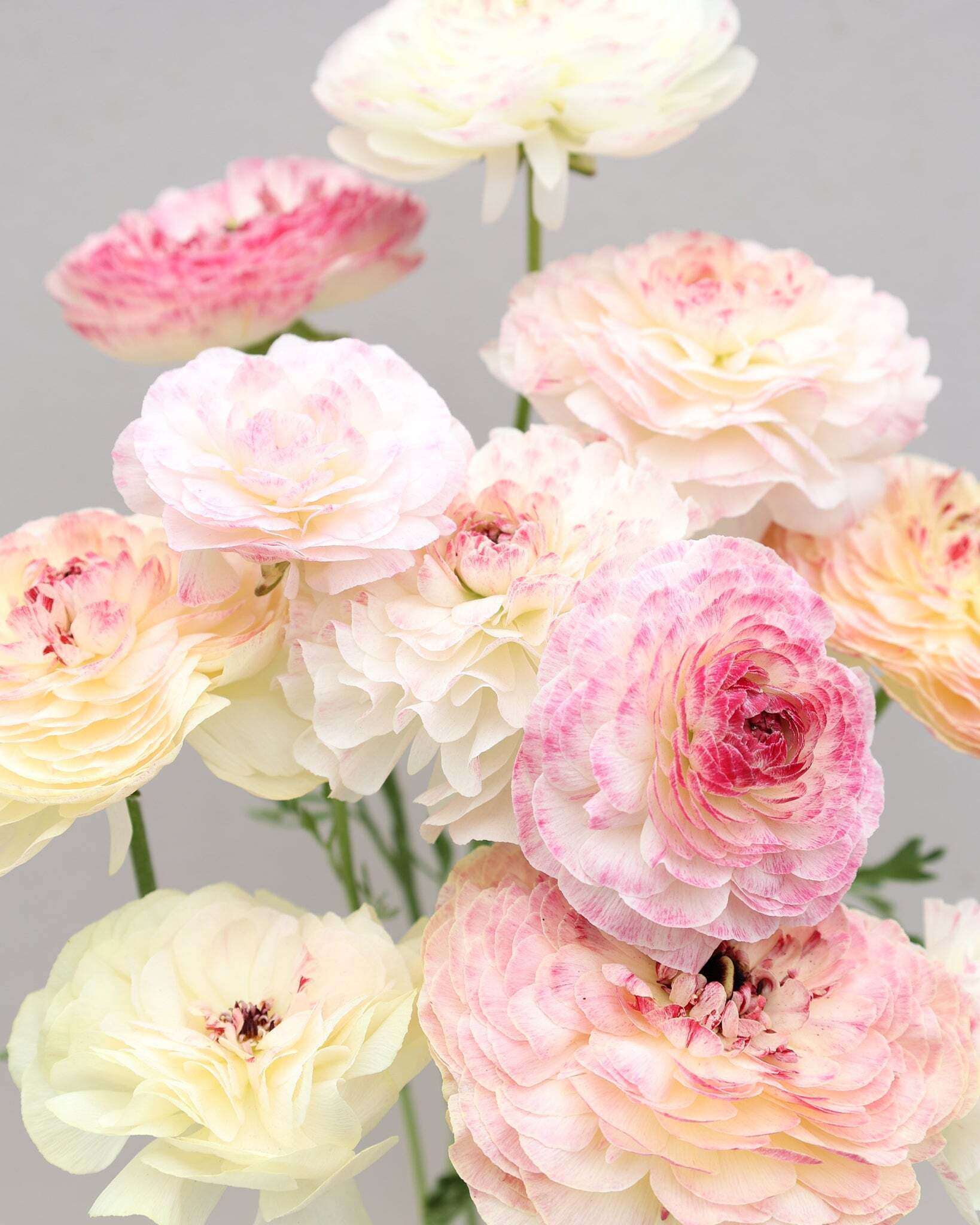Mehrere Ranunkeln in Rosa-, Creme- und Grüntönen in enem wunderschönen Farbverlauf der Sorte Elegance® Bianco Sfumato vor einem hellen Hintergrund.