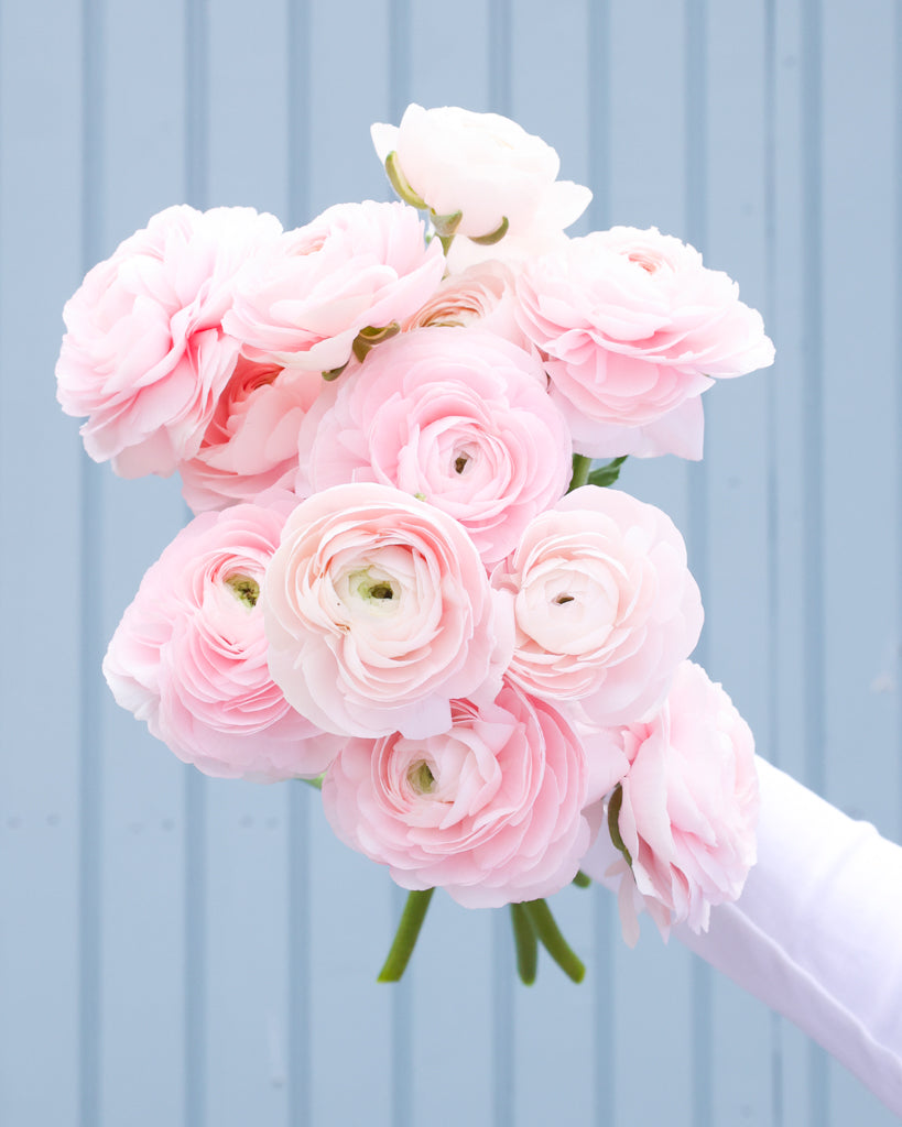 Üppige Blüten der Ranunkel Cloni Success® Hanoi in Pastellrosa mit grünem Zentrum