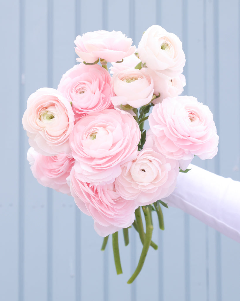 Üppige Blüten der Ranunkel Cloni Success® Hanoi in Pastellrosa mit grünem Zentrum