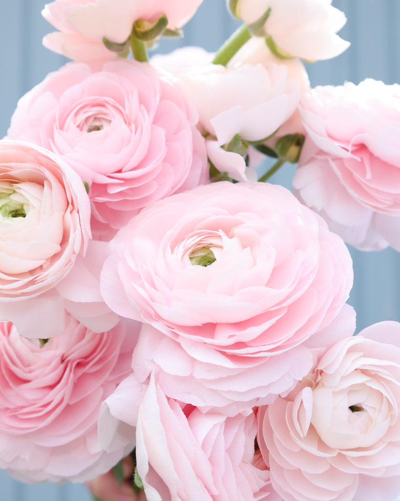 Üppige Blüten der Ranunkel Cloni Success® Hanoi in Pastellrosa mit grünem Zentrum