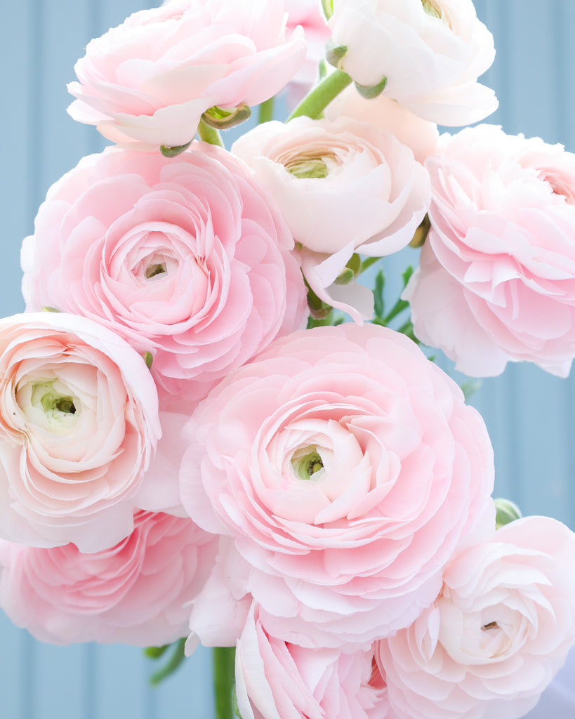 Üppige Blüten der Ranunkel Cloni Success® Hanoi in Pastellrosa mit grünem Zentrum