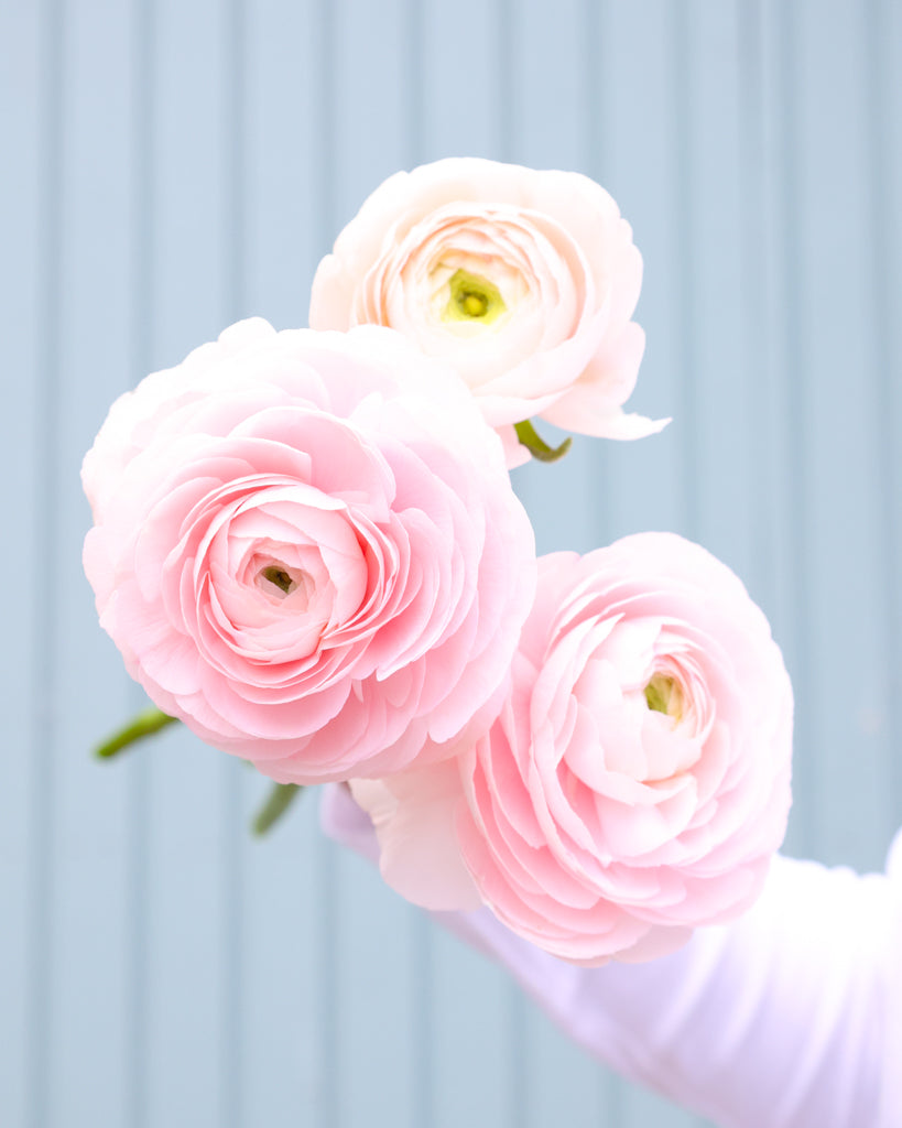 Üppige Blüten der Ranunkel Cloni Success® Hanoi in Pastellrosa mit grünem Zentrum