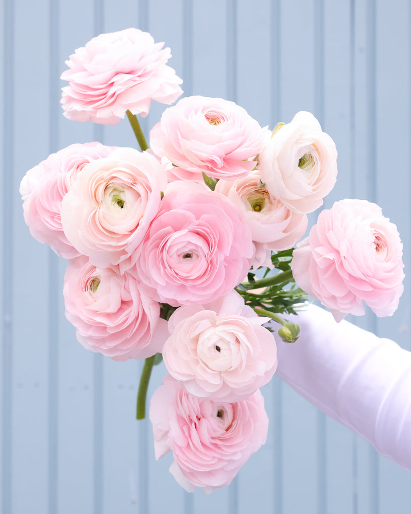 Üppige Blüten der Ranunkel Cloni Success® Hanoi in Pastellrosa mit grünem Zentrum