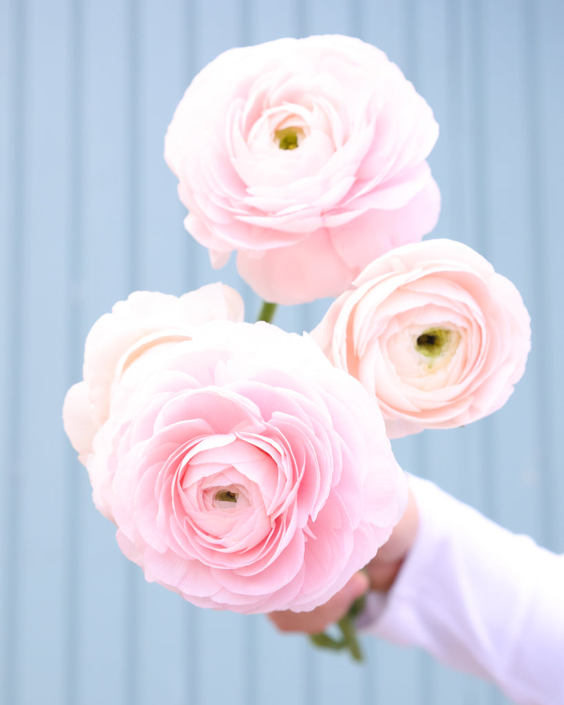 Üppige Blüten der Ranunkel Cloni Success® Hanoi in Pastellrosa mit grünem Zentrum